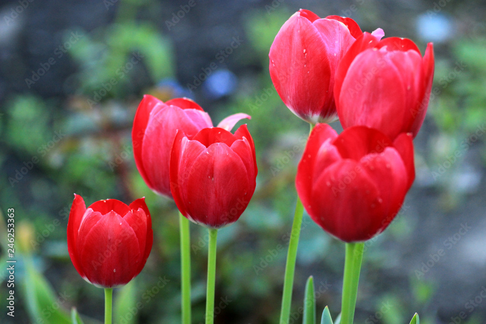 Fototapeta premium Little plantation of red tulips.
