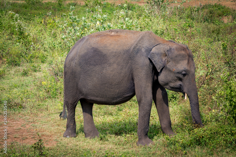 Young Asian elephant standing in lush green grass in Udawalawe national park in Sri Lanka, Asia.