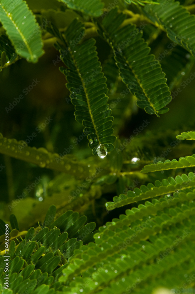 Fototapeta premium WATER DROPLET AMONG SMALL LEAVES