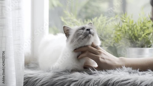 Woman petting her lovely cat lying on a soft carpet