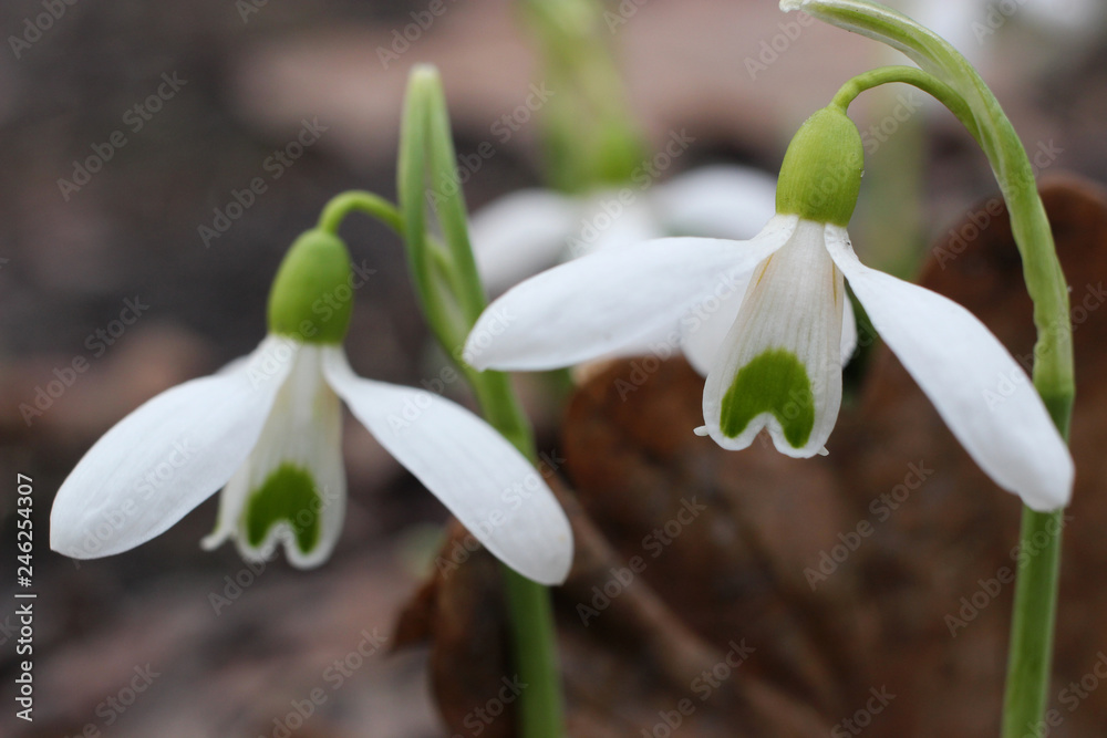 Two early snowdrop bloomed in the garden. Two early snowdrop bloomed in the garden.