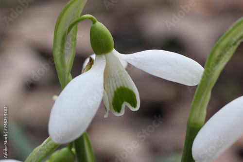 A small white snowdrop bloomed in the garden