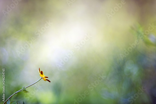 Spring flower Lesser celandine (Ranunculus ficaria) against defocused background.