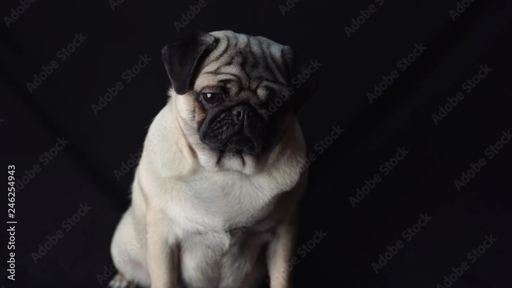 Portrait of dog pug on a black background. Sad dog pug on the black background
