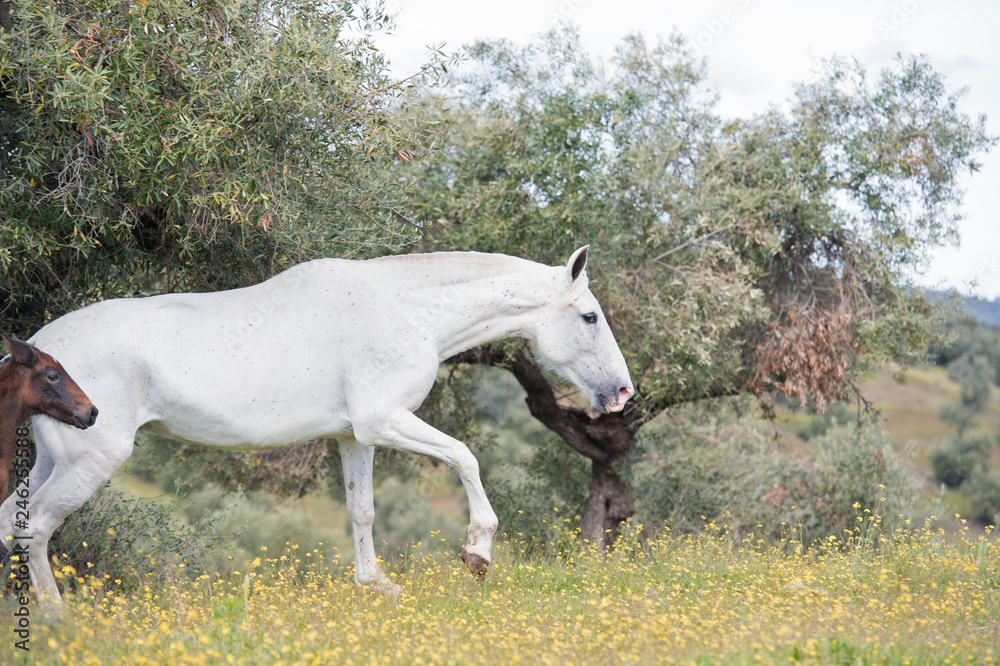 brood spanish mare walking in olive garden with her foal. Andalusia. Spain brood spanish mare walking in olive garden with her foal. Andalusia. Spain