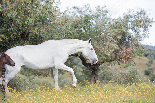 brood spanish mare walking in olive garden with her foal. Andalusia. Spain © anakondasp