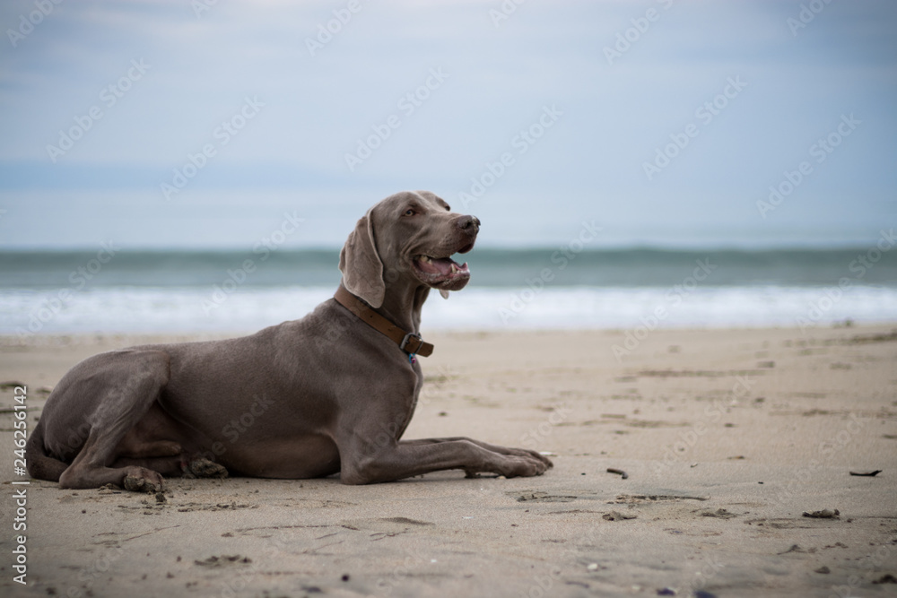 The dog Ares posing. His breed is Weimaraner. The dog Ares posing. His breed is Weimaraner.
