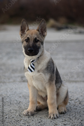 Photo of Baron. His breed is Czechoslovakian Wolfdog.