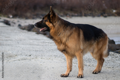 Photo of Attila. His breed is German Shepherd © Hristo