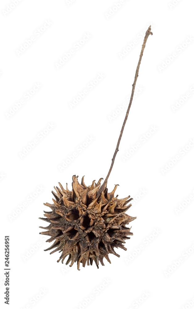 Isolated American sweet gum tree nut. Stock Photo Adobe Stock