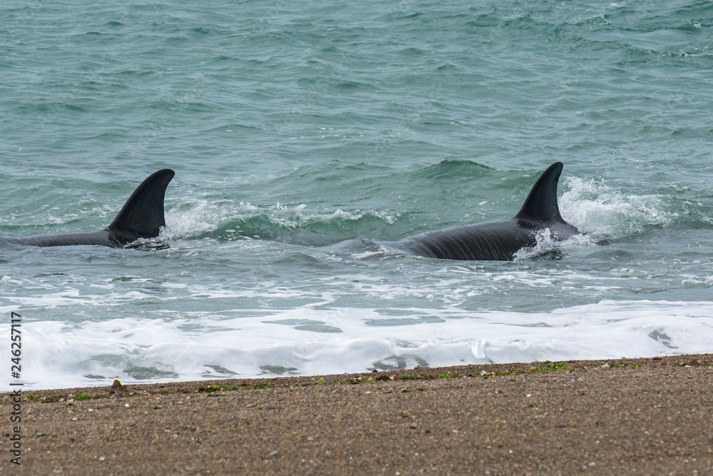 Fototapeta premium Killer Whale, Patagonia,Argentina