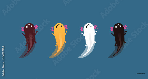 Axolotls (Ajolotes)