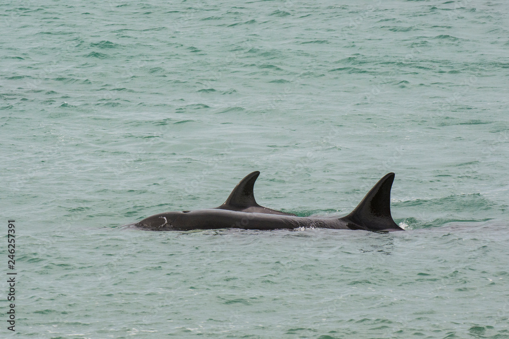 Fototapeta premium Killer Whale, Patagonia,Argentina