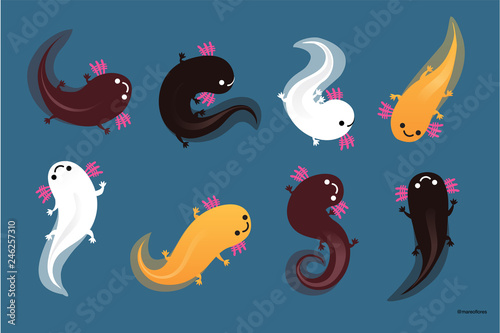 Axolotls (Ajolotes)