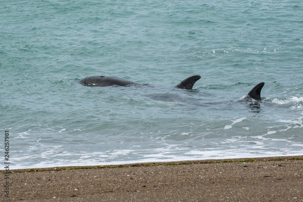 Fototapeta premium Orcas patrolling the Patagonian coast