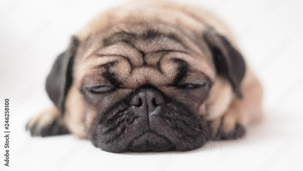Funny pug puppy, on white background. Crazy dog