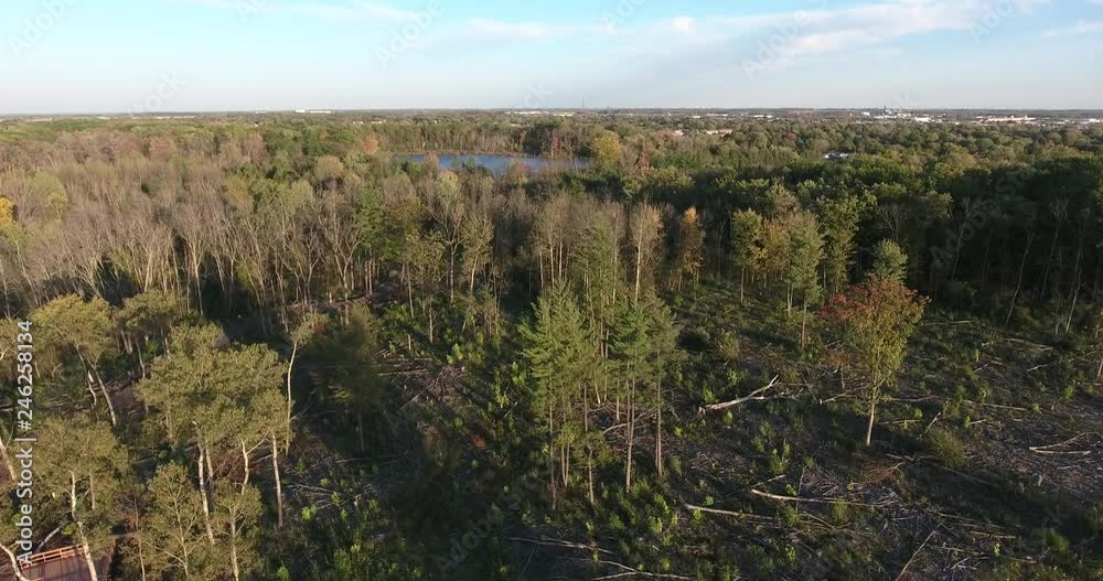 Forest Low Fly With Felled Trees And Logs With Lake In Distance Forest Low Fly With Felled Trees And Logs With Lake In Distance