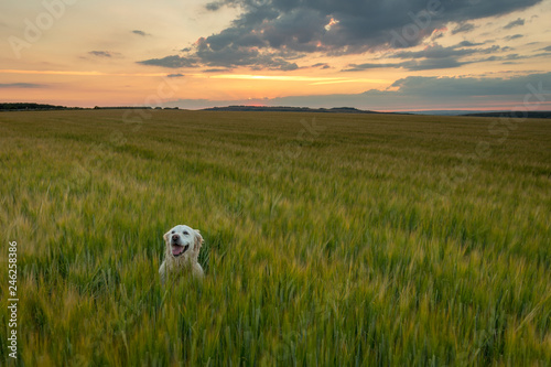 Happy dog enjoying late afternoon walk in crop field