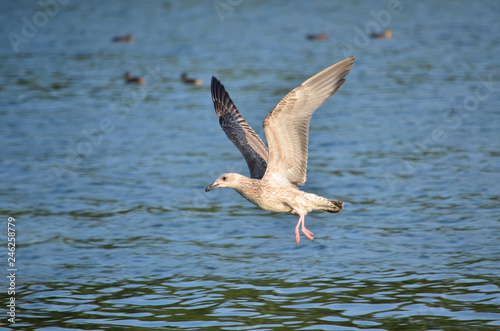 Gull flies over the water in its natural habitat. Fauna of Ukraine.