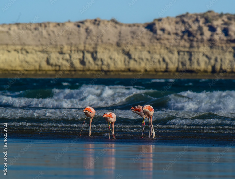 Flamingos in seascape,Patagonia, Argentina