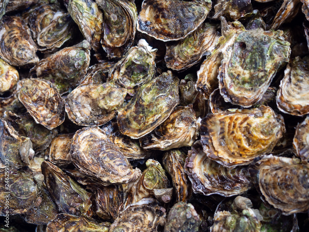 Oysters at the farmers market in Arles, France Oysters at the farmers market in Arles, France