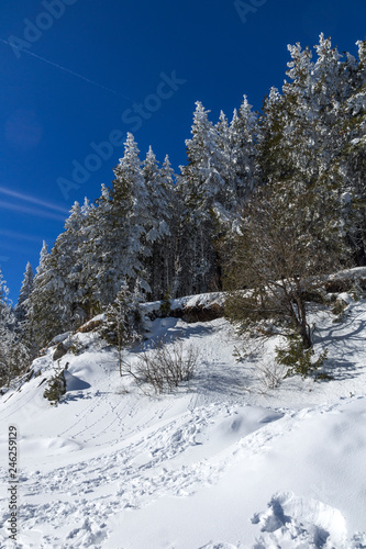 Amazing winter landscape of Vitosha Mountain with snow covered trees, Sofia City Region, Bulgaria