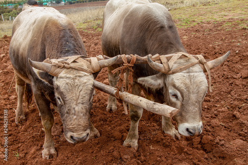 Oxen used for plowing the fields.