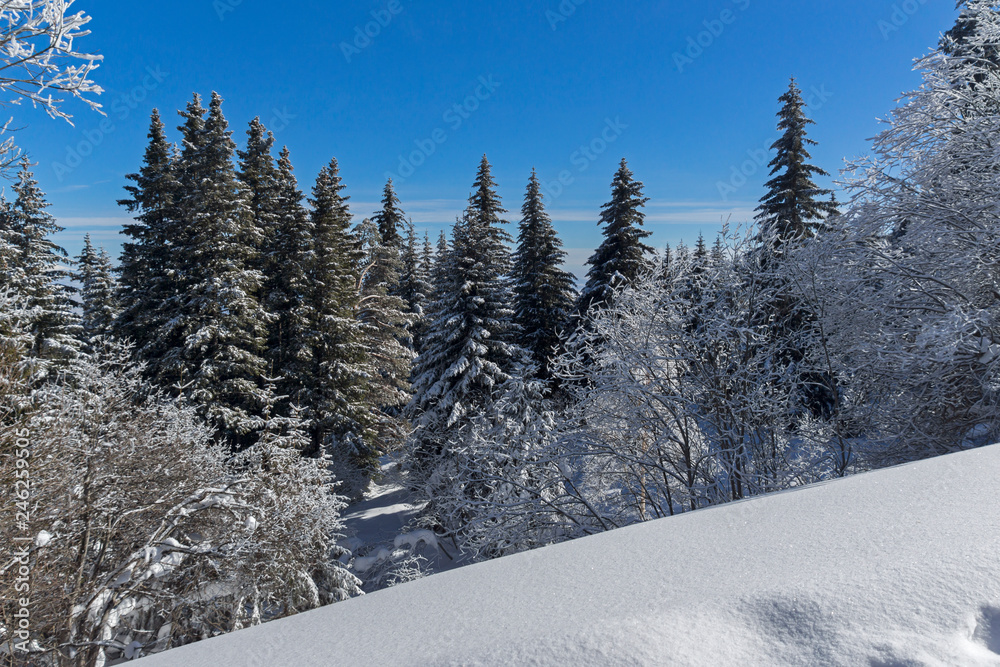 Amazing winter landscape of Vitosha Mountain with snow covered trees, Sofia City Region, Bulgaria