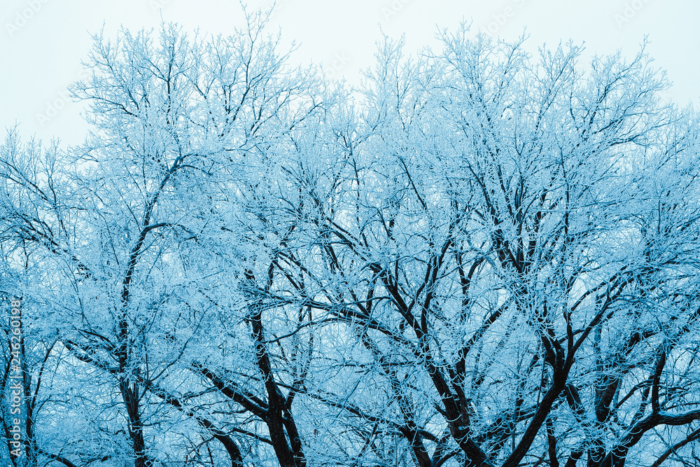 winter forest and branches in the snow during the day winter forest and branches in the snow during the day