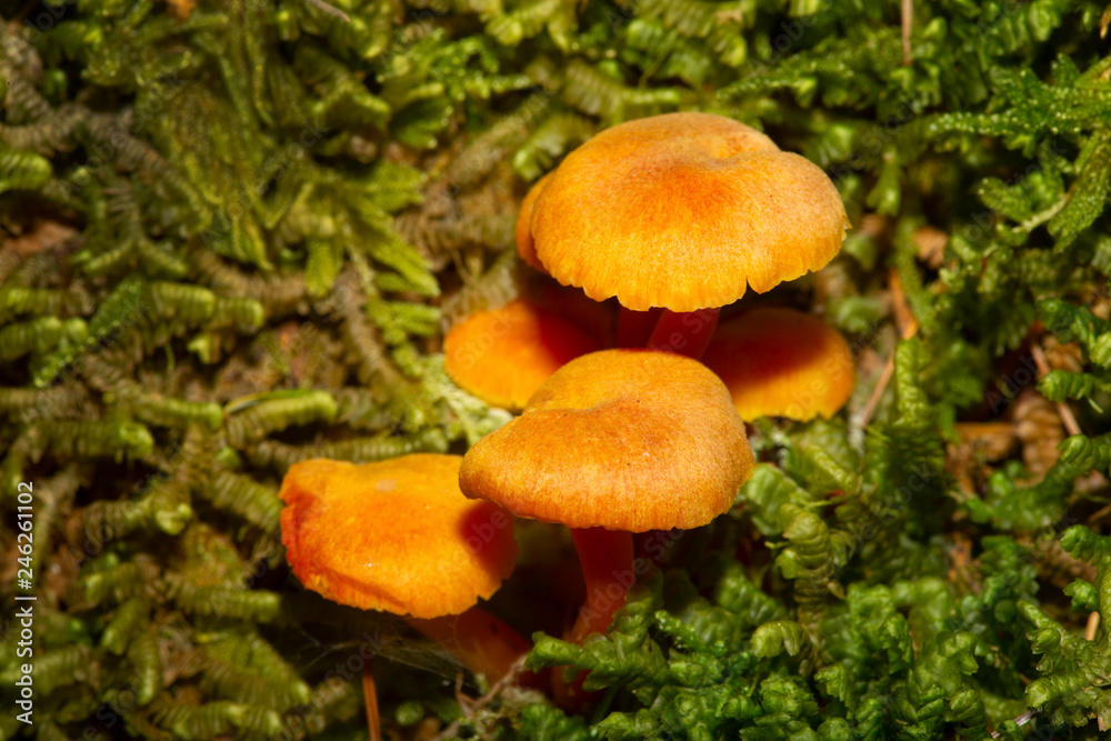 Orange waxcap mushrooms at Mud Pond in Sunapee, New Hampshire. Orange waxcap mushrooms at Mud Pond in Sunapee, New Hampshire.