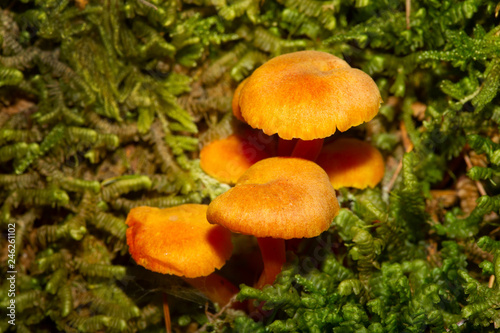 Orange waxcap mushrooms at Mud Pond in Sunapee, New Hampshire.