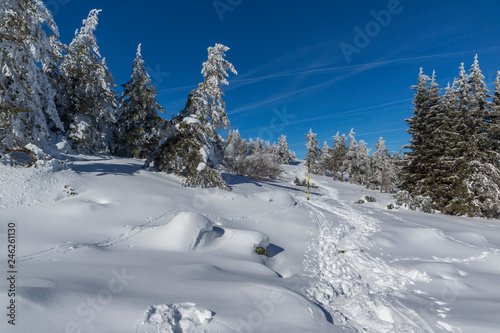 Amazing winter landscape of Vitosha Mountain with snow covered trees, Sofia City Region, Bulgaria © Stoyan Haytov