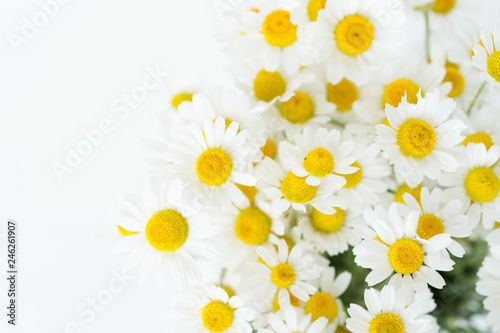 Chamomile or daisy flowers on white background. 