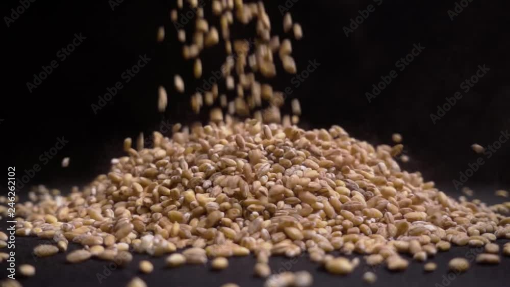 Pile of wholegrain of pearl barley or wheat that falls from above on black background. Agriculture closeup macro food raw seed. Pile of wholegrain of pearl barley or wheat that falls from above on black background. Agriculture closeup macro food raw seed.