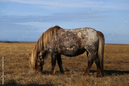 horse in an Icelandic farm