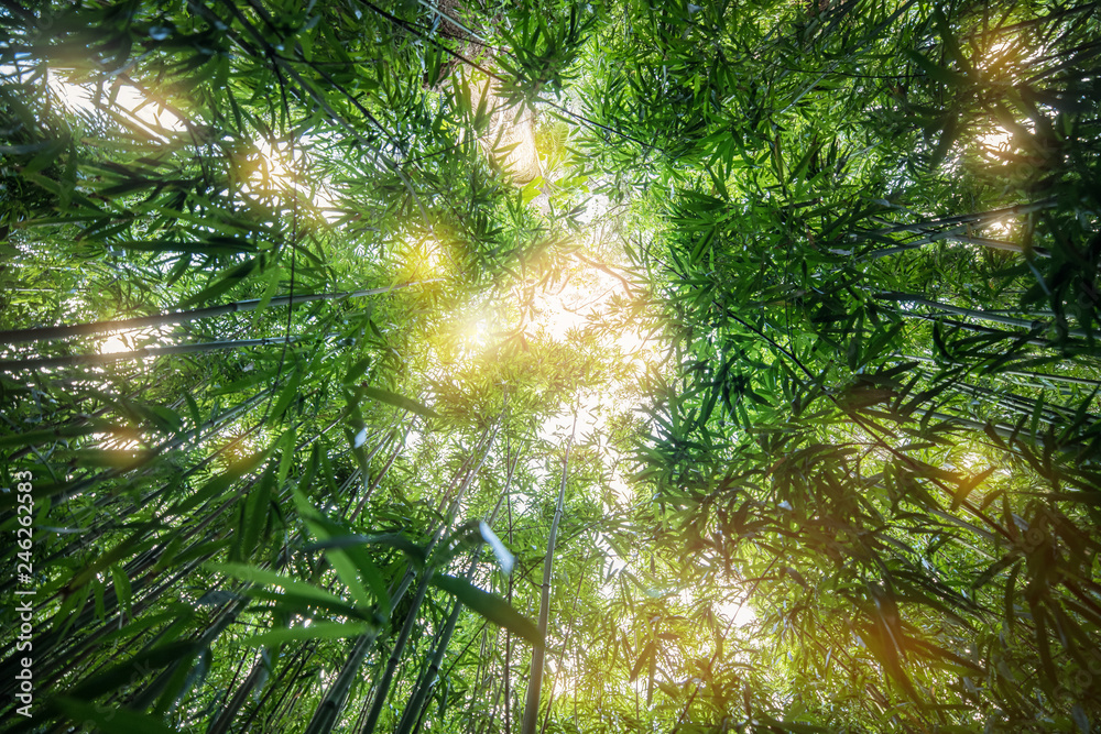 Bamboo young forest, beautiful green natural background. - obrazy, fototapety, plakaty 