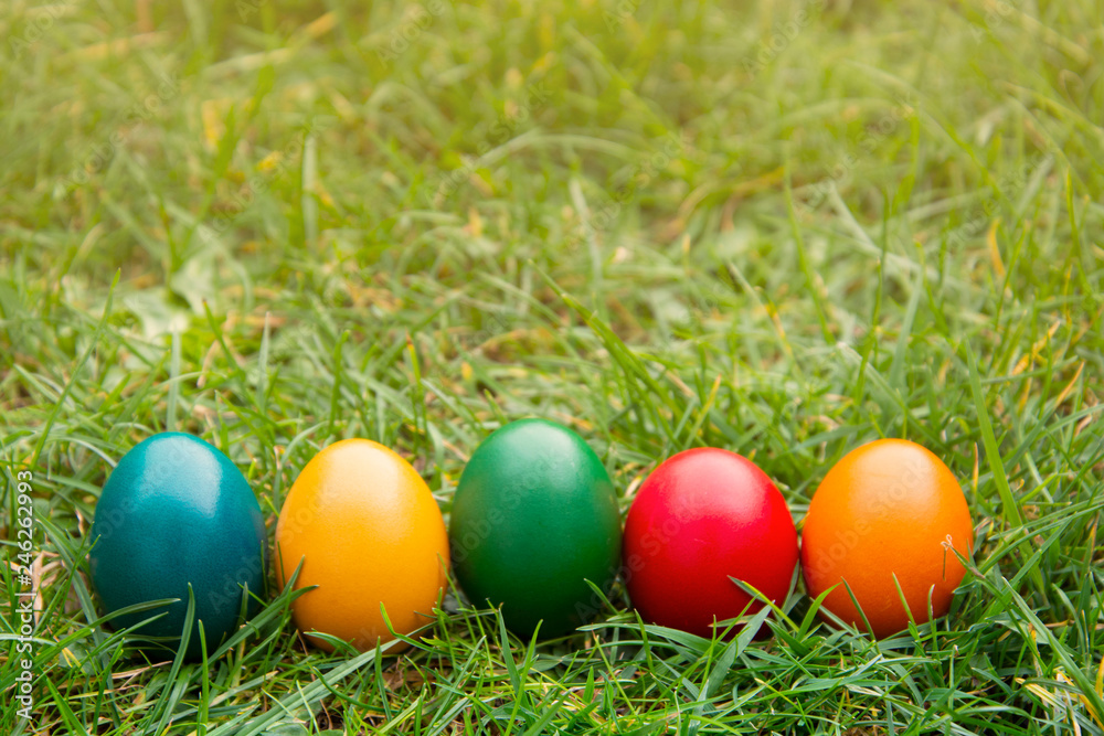 Easter colorful eggs in fresh green grass. Spring, easte holiday background with copy space.