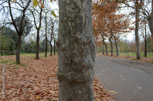 Trunk in a park of Madrid
