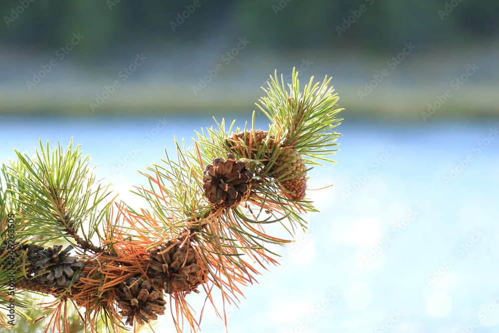 Naklejka premium Pinecones