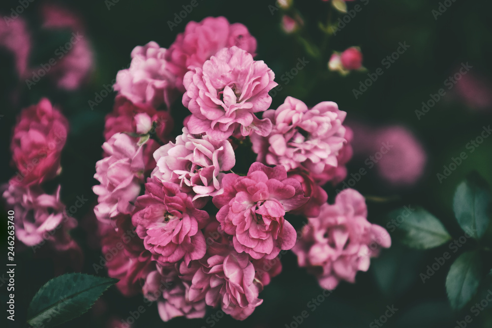 beautiful delicates natural summer rose flower among greenery in the garden