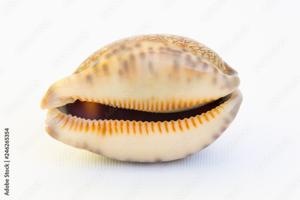 Cypraea shell (Cypraeidae), marine gastropod mollusk, globular, glossy and similar to porcelain, with denticular opening that branches off longitudinally at the base. Isolated on white background. Cypraea shell (Cypraeidae), marine gastropod mollusk, globular, glossy and similar to porcelain, with denticular opening that branches off longitudinally at the base. Isolated on white background.