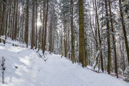 Path in the woods in winter, Transylvania, Romania