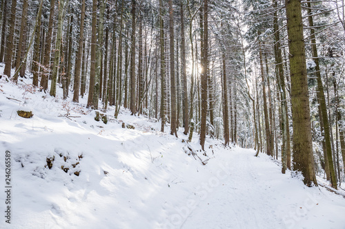 Path in the woods in winter, Transylvania, Romania