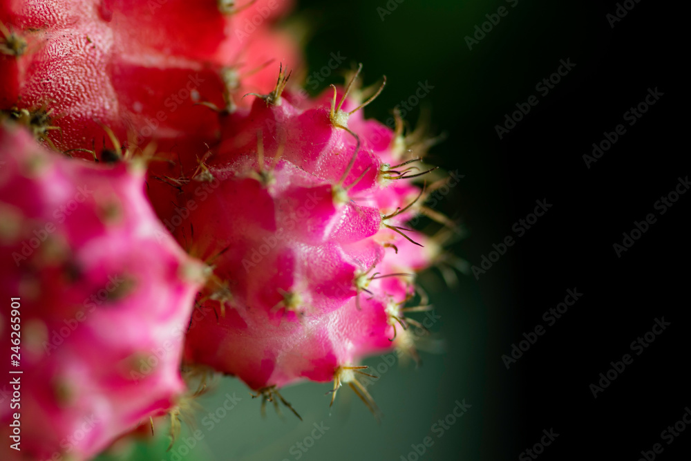 Pink moon cactus close up macro shot Pink moon cactus close up macro shot