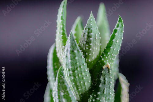 Green pointed succulent macro shot