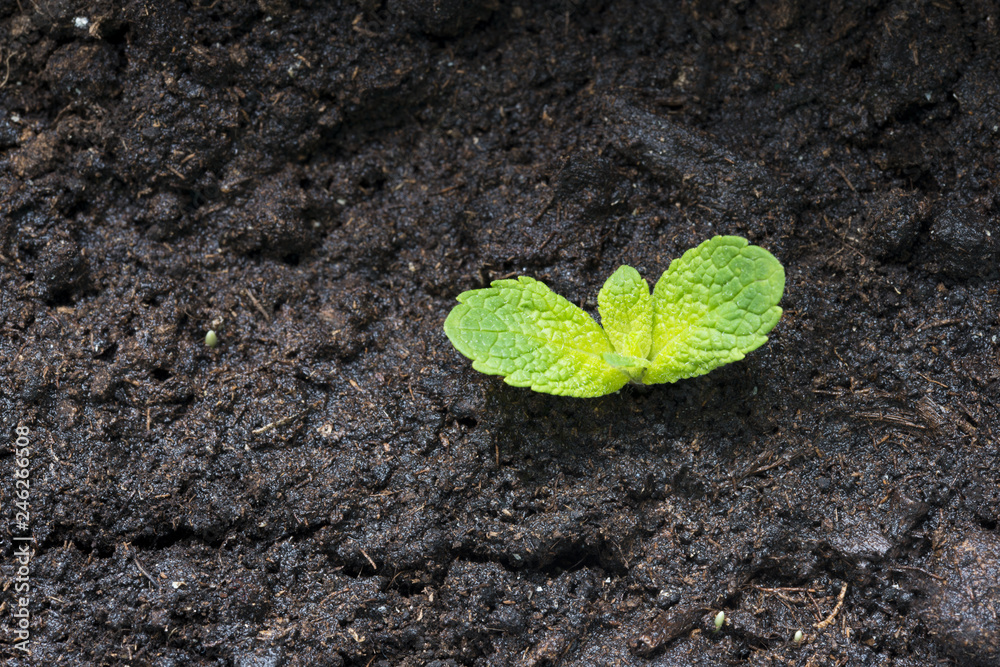 Green young plant growing on dark soil Green young plant growing on dark soil