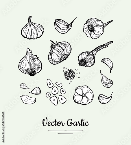 Garlic set. Hand drawn black white vector isolated clove, heads, chopped garlic illustration. Hipster garlic hand drawn illustration for vegetarian poster, banner, logo, icons, sticker, menu, shop.