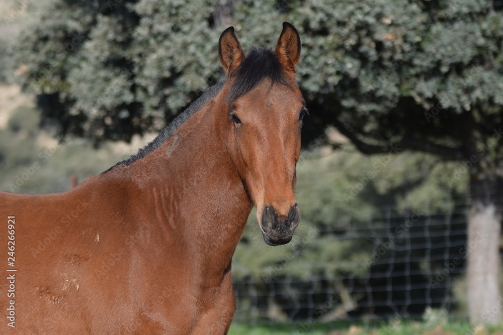 Fototapeta premium caballo andaluz
