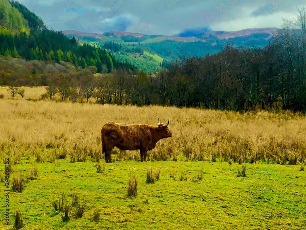 Vache d'écosse Vache d'écosse
