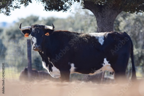 toros y vacas photo